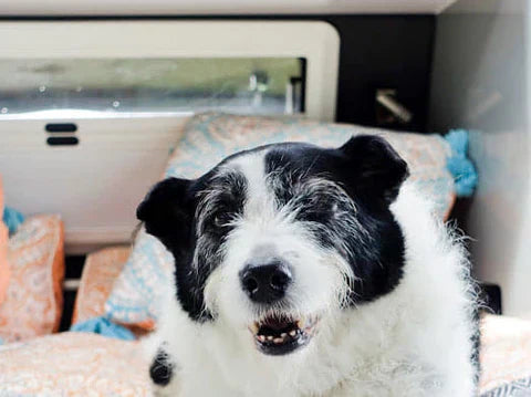 Stress-Free Dog Travel Tips: Insights from a Border Collie